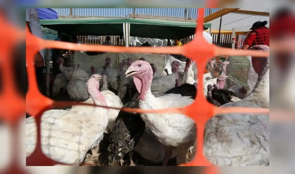 Pavo Foto: LR Pavo Foto: LR