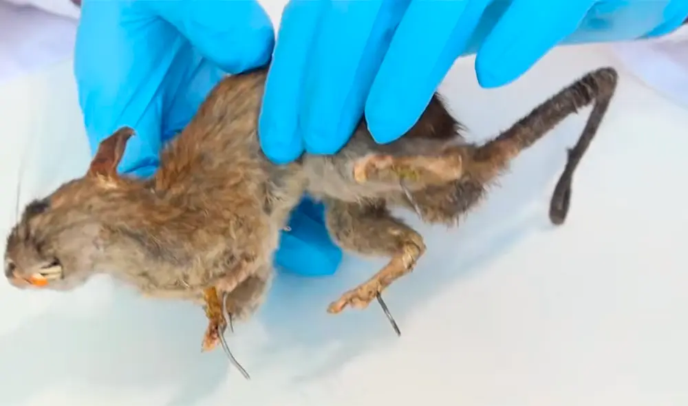 El youtuber del canal 'Curiosidades con Mike' examinó por dentro a una rata disecada. El youtuber del canal 'Curiosidades con Mike' examinó por dentro a una rata disecada.