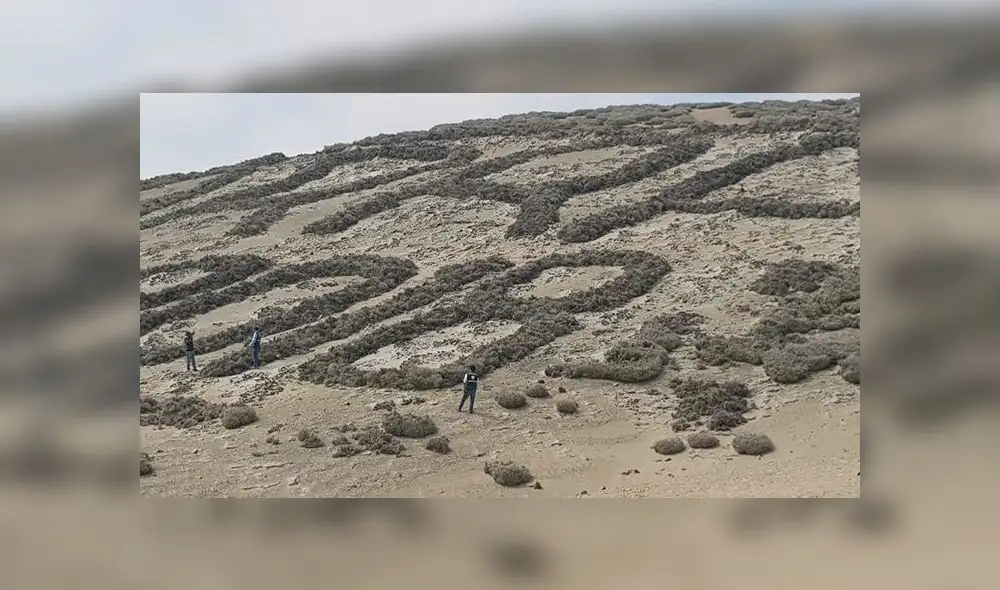 Serfor evalúa sanción a Arequipa Renace por destrucción de flora [FOTOS]