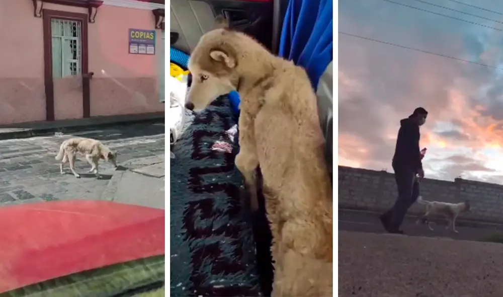Desliza las imágenes para conocer la historia de un perro que consiguió un nuevo hogar al acogido de la calle. Foto: Captura de Facebook