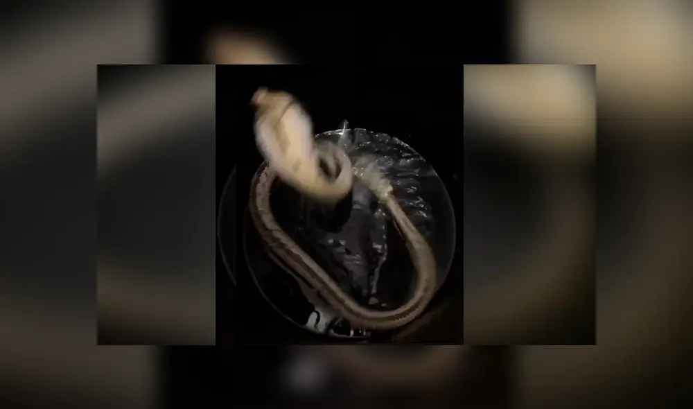 Mujer escucha misteriosos sonidos dentro de bidón de agua, lo revisa y descubre letal criatura. Mujer escucha misteriosos sonidos dentro de bidón de agua, lo revisa y descubre letal criatura.