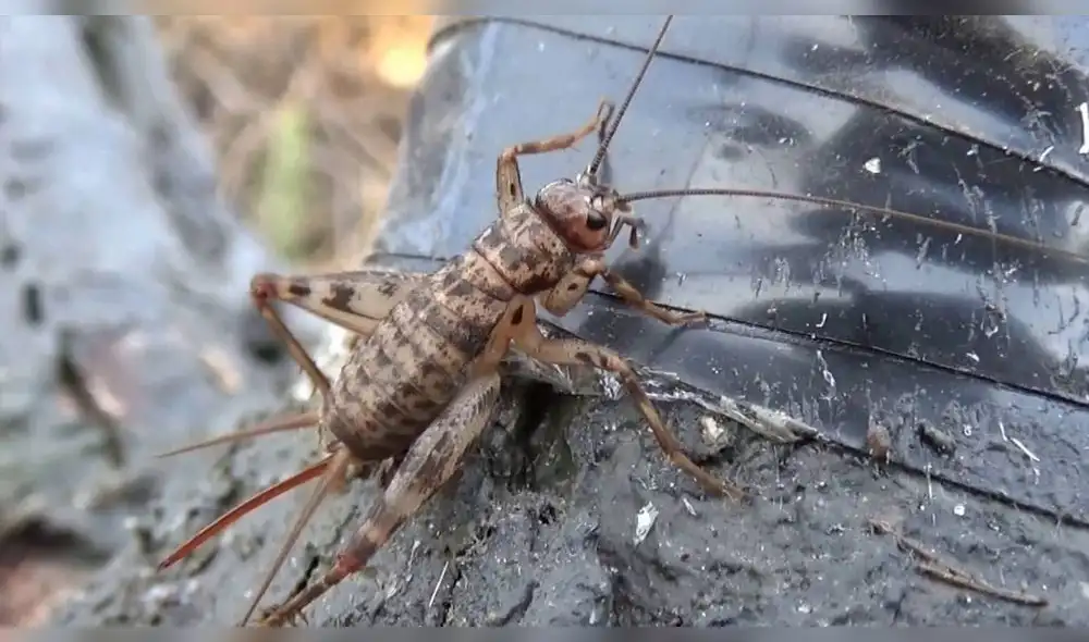 Facebook viral: joven graba a grillo cantando y un detalle lo dejó admirado [VIDEO]
