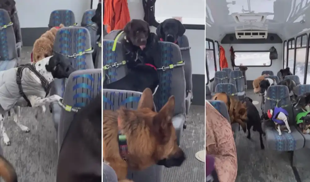 Miles han quedado cautivados al ver este video. Foto: composición LR/Instagram