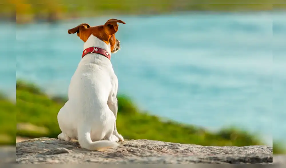 Facebook: Sorpresa ha generado este perro con "cara de humano" [FOTOS]