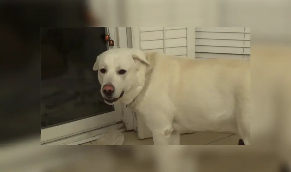 Desliza para ver los momentos más destacados del tierno video que se hizo viral en YouTube. Desliza para ver los momentos más destacados del tierno video que se hizo viral en YouTube.