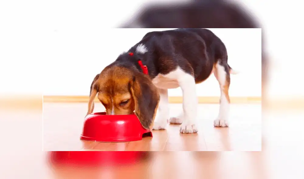 Relacionan a 16 marcas de alimentos para perros con enfermedad cardíaca. Foto: Difusión. Relacionan a 16 marcas de alimentos para perros con enfermedad cardíaca. Foto: Difusión.