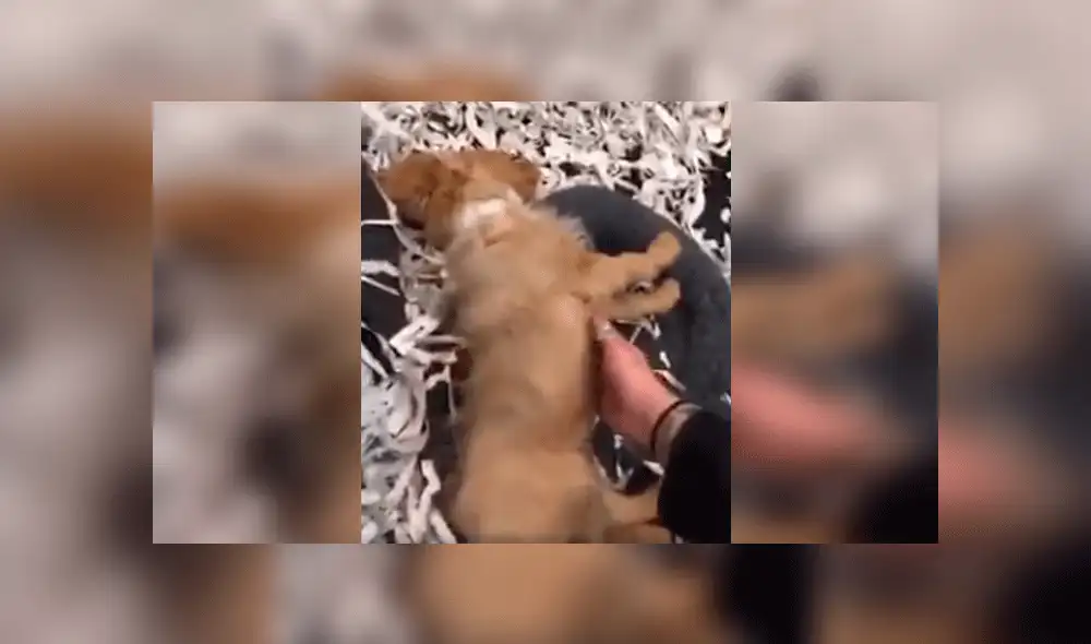 “Este cachorro está drogado”: denuncian a tienda de mascotas por dar sedantes a los perros [VIDEO]