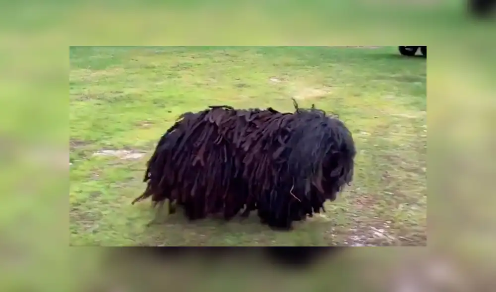 YouTube viral: Descubre extraño bulto en la calle, se asoma y queda en shock [VIDEO] 