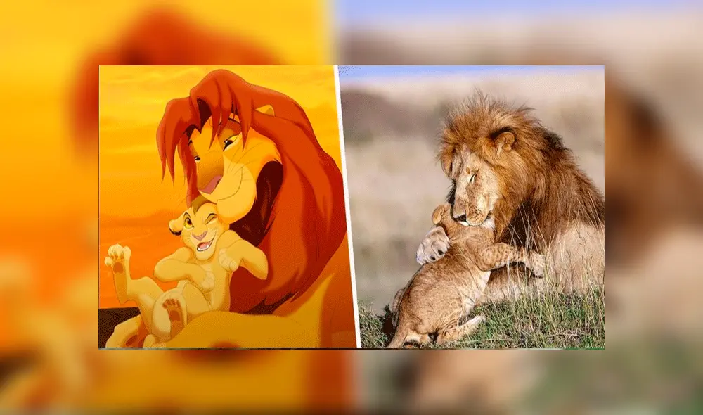 Facebook: francesa sorprende al lograr fotografiar en África a 'Mufasa y Simba’ en la vida real [FOTOS]