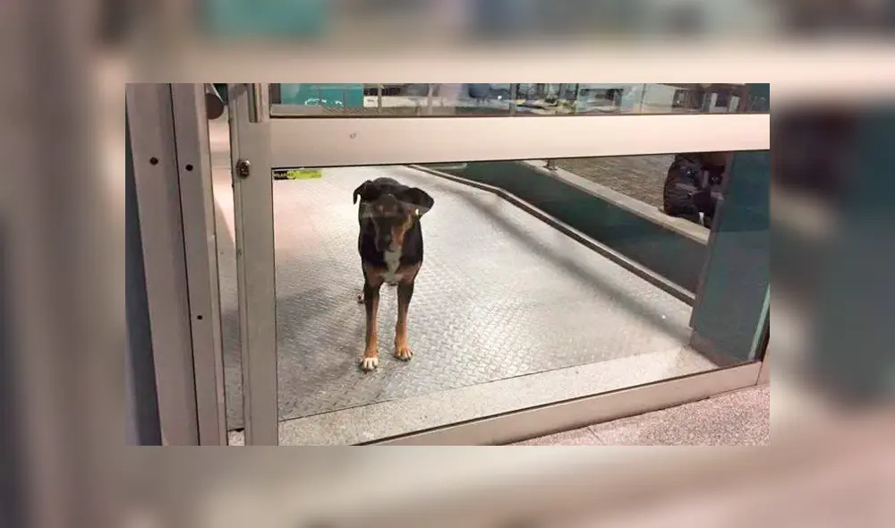 Perro logró conmover a policías y enfermeros, ahora acompaña a su dueña en el hospital Perro logró conmover a policías y enfermeros, ahora acompaña a su dueña en el hospital