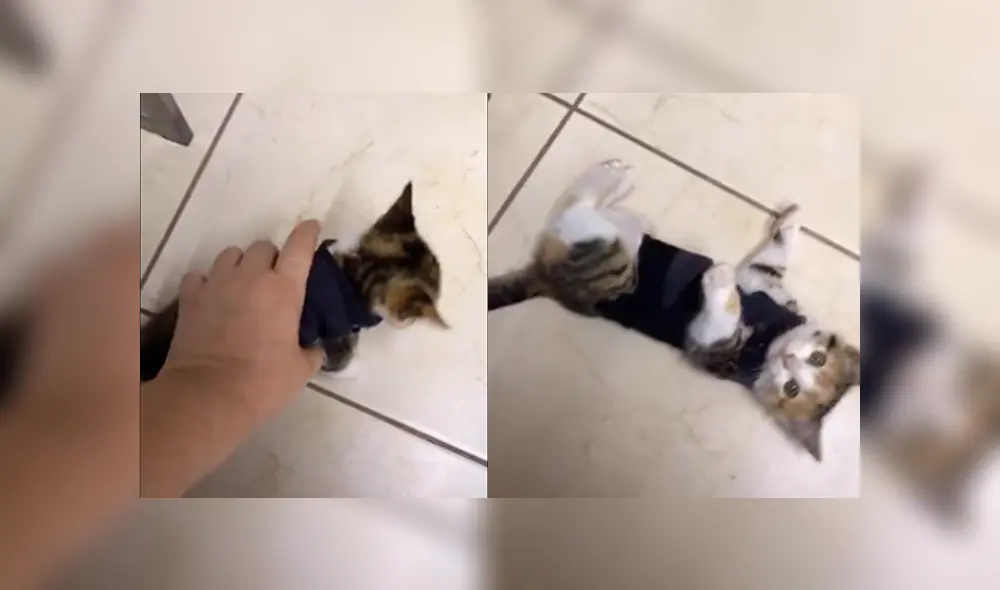 Desliza a la izquierda para ver a este tierno felino que es viral en TikTok. Foto: Captura. Desliza a la izquierda para ver a este tierno felino que es viral en TikTok. Foto: Captura.