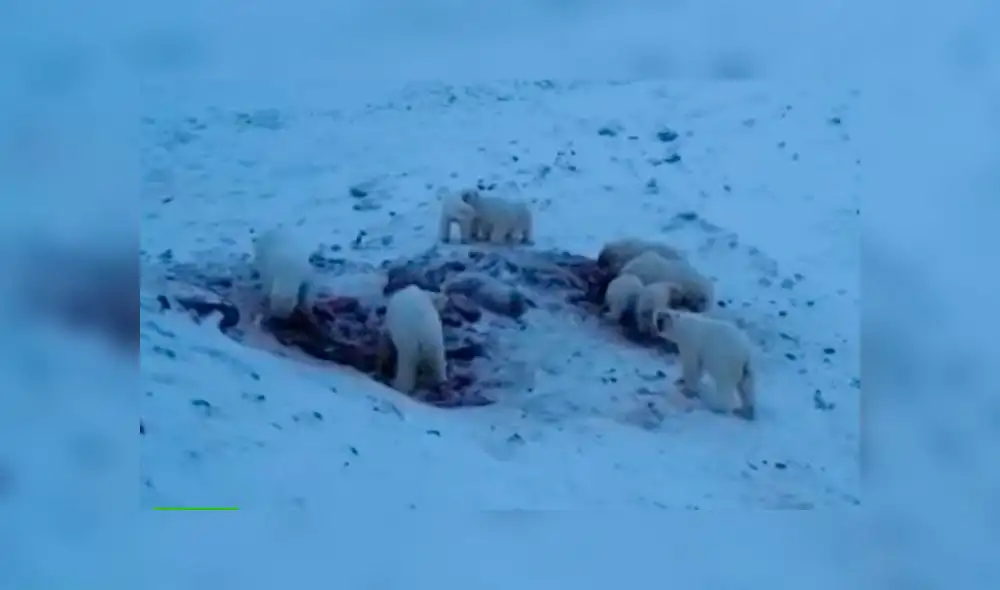 Los aldeanos rusos alimentaron a los osos polares con cadáveres de morsas. Captura de video: RT.