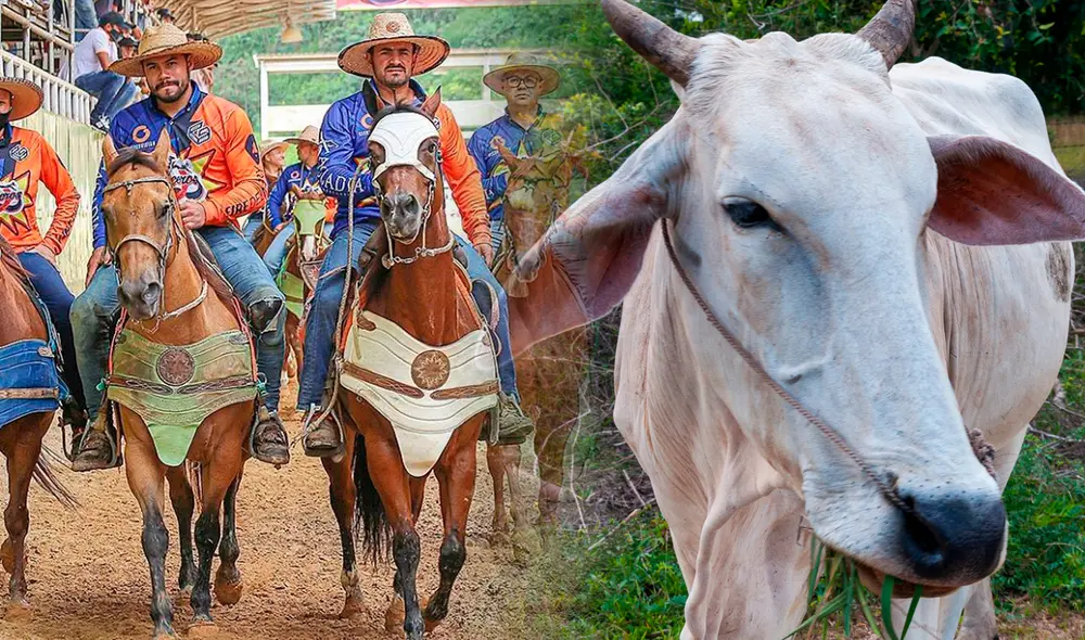 Foto: composición LR/ Notitarde/ Freepik