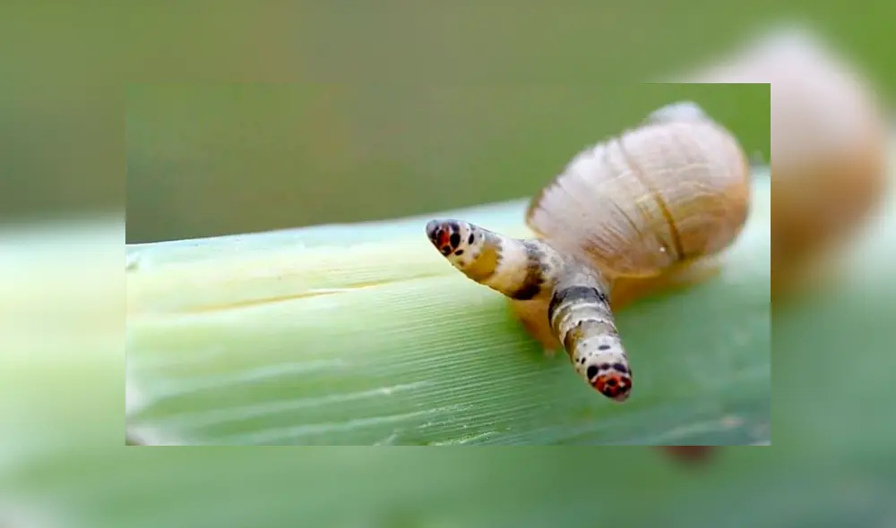 Desliza para ver las fotos del 'caracol zombie' que aterró a todos en Facebook. Foto: Captura.