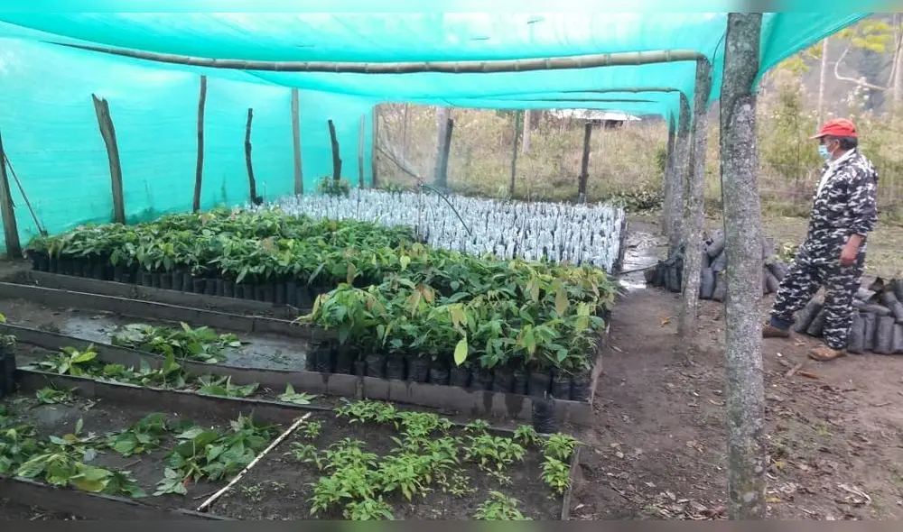 Producción del cacao en Amazonas Producción del cacao en Amazonas