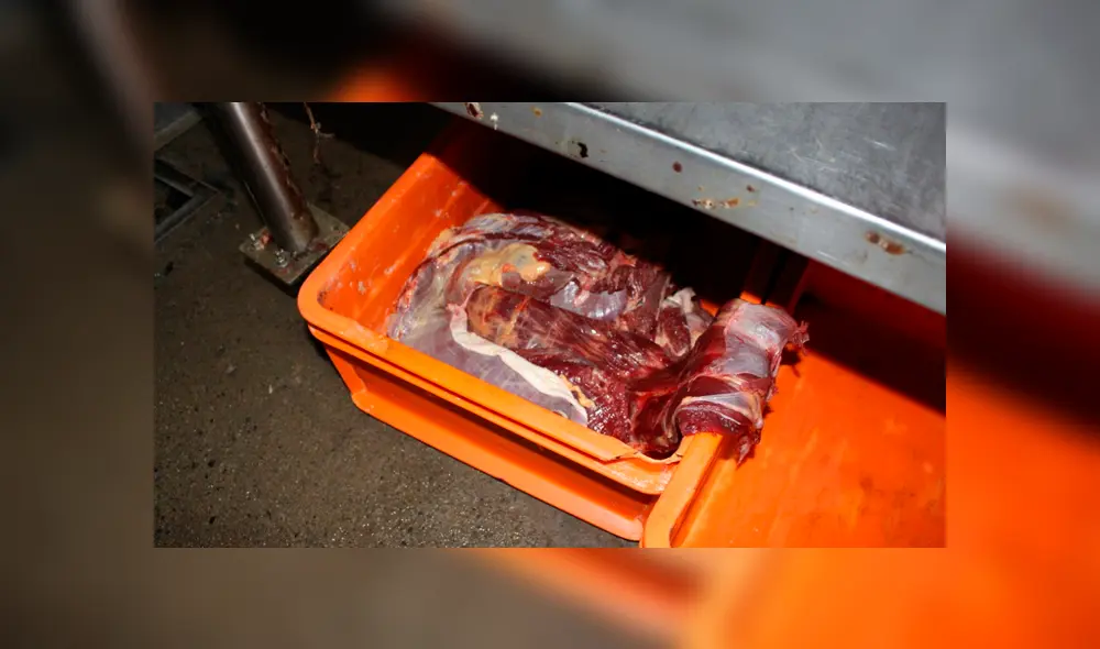 Carne de equino Carne de equino