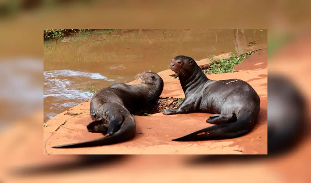 20 Animales en peligro de extinción y extintos en Perú 2019 [FOTOS]