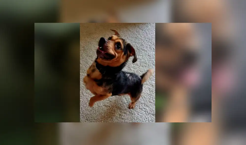 Desliza para ver el cambio de este perro que conmovió a todos en Facebook. Foto: Captura.