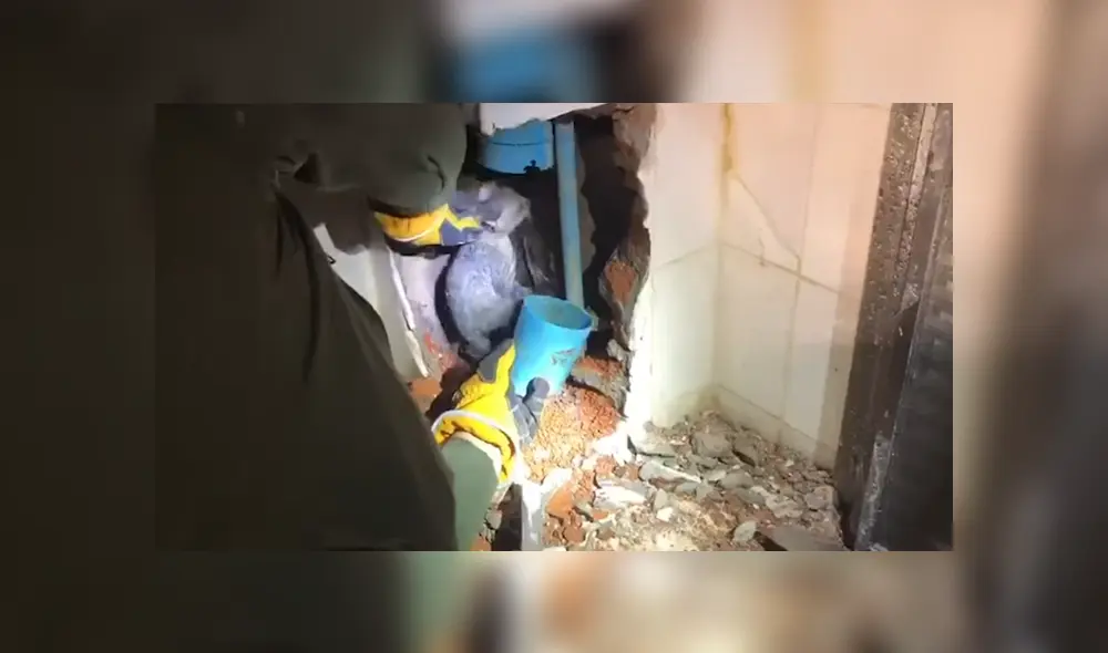 A través de YouTube se ha vuelto viral el momento en que uno rescatistas sacan a un gato de una tubería. A través de YouTube se ha vuelto viral el momento en que uno rescatistas sacan a un gato de una tubería.