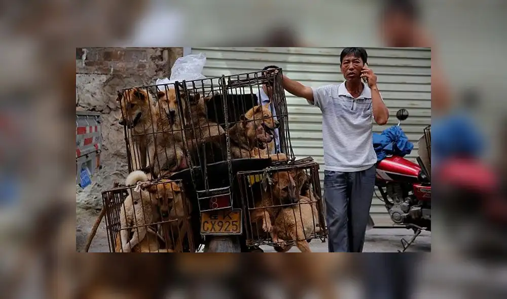 Hombre es detenido por asesinar perros para comérselos por Año Nuevo Chino [FOTOS]