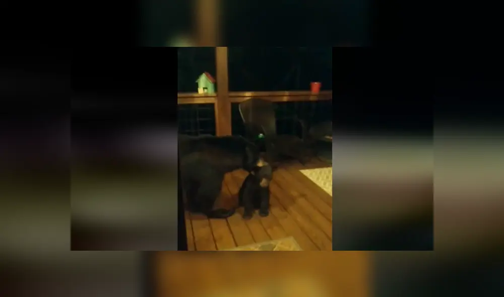 Desliza hacia la izquierda para ver más del video viral. Fotocaptura: Facebook