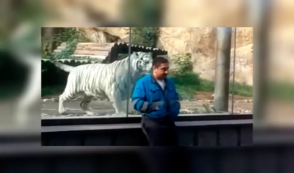 Un video viral de YouTube muestra la reacción que tuvo un tigre blanco al estar a pocos metros de turista, en zoológico. Un video viral de YouTube muestra la reacción que tuvo un tigre blanco al estar a pocos metros de turista, en zoológico.