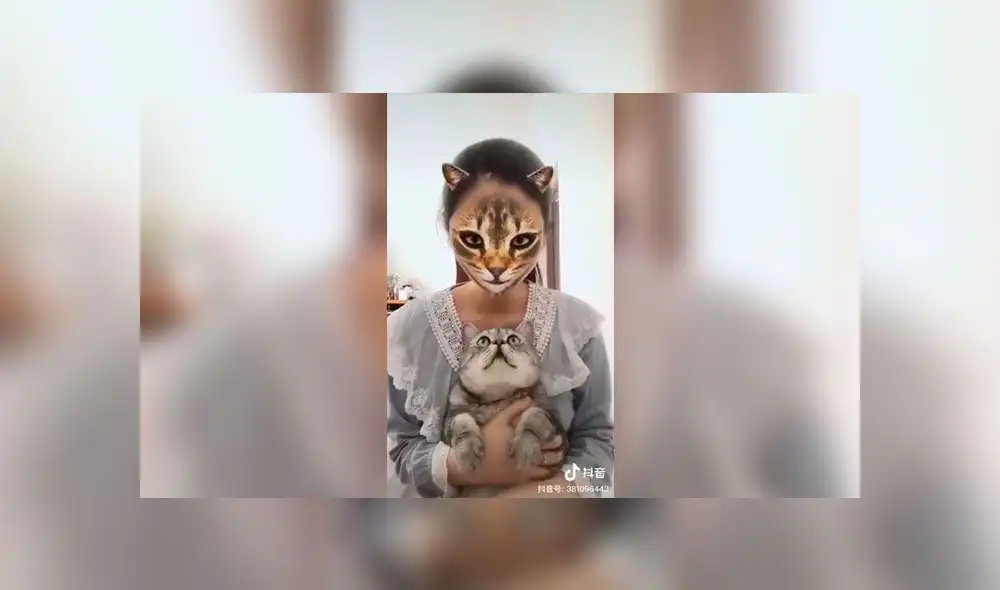 videos día del gato videos día del gato