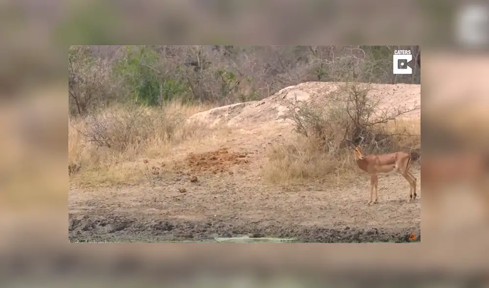 Un elefante se ha convertido en el protagonista de un nuevo video viral en YouTube al espantar  a un leopardo en plena cacería a un indefenso ciervo.
