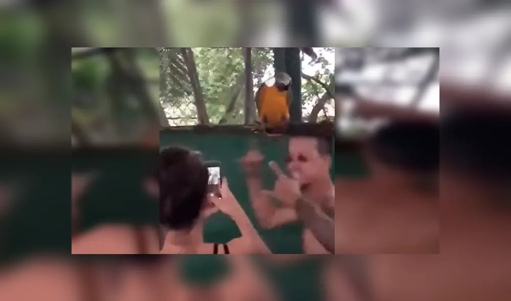 Video es viral en YouTube. Jóvenes captaron el curioso momento en que el loro empieza a bailar al ritmo de música electrónica Video es viral en YouTube. Jóvenes captaron el curioso momento en que el loro empieza a bailar al ritmo de música electrónica