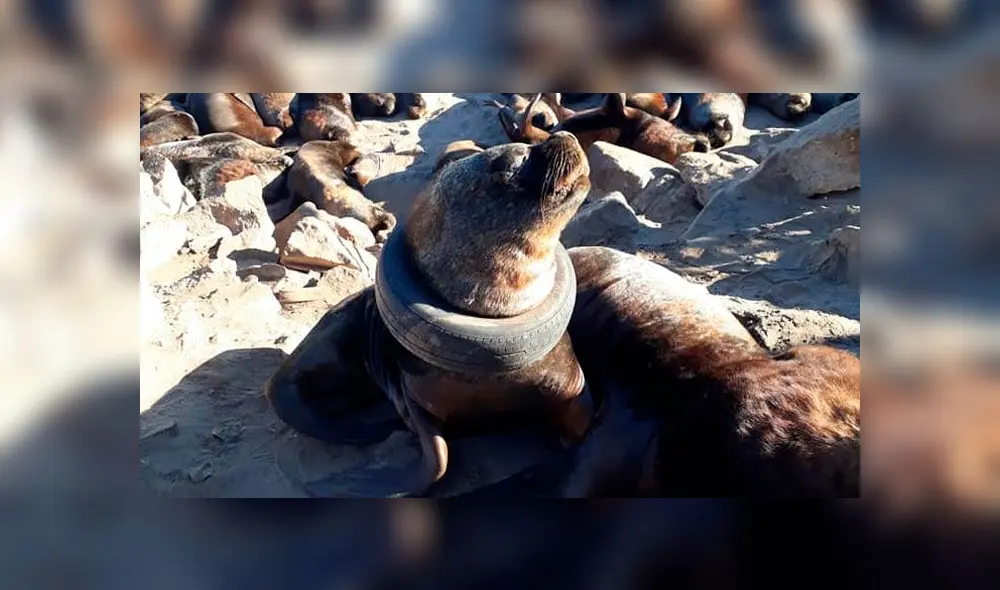 El lobo de mar fue encontrado a unos 400 kilómetros de Buenos Aires. Foto: FFA