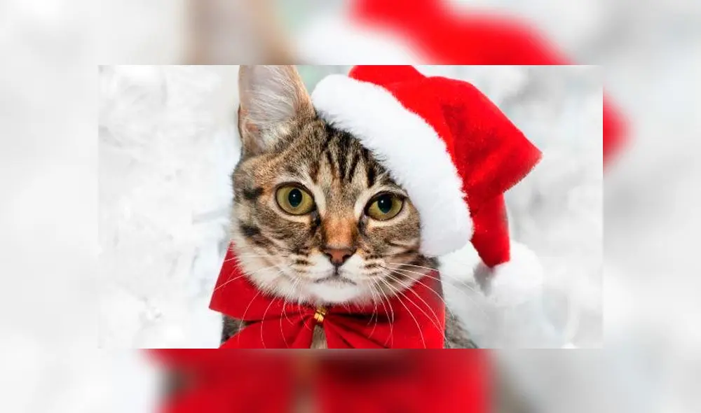 disfraces de mascotas en Navidad