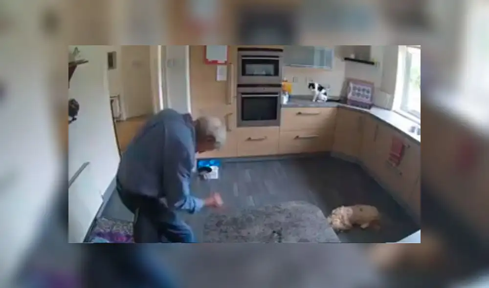 Desliza las imágenes para ver la divertida escena que descubrió una mujer entre su padre y sus mascotas. Foto: RM Videos