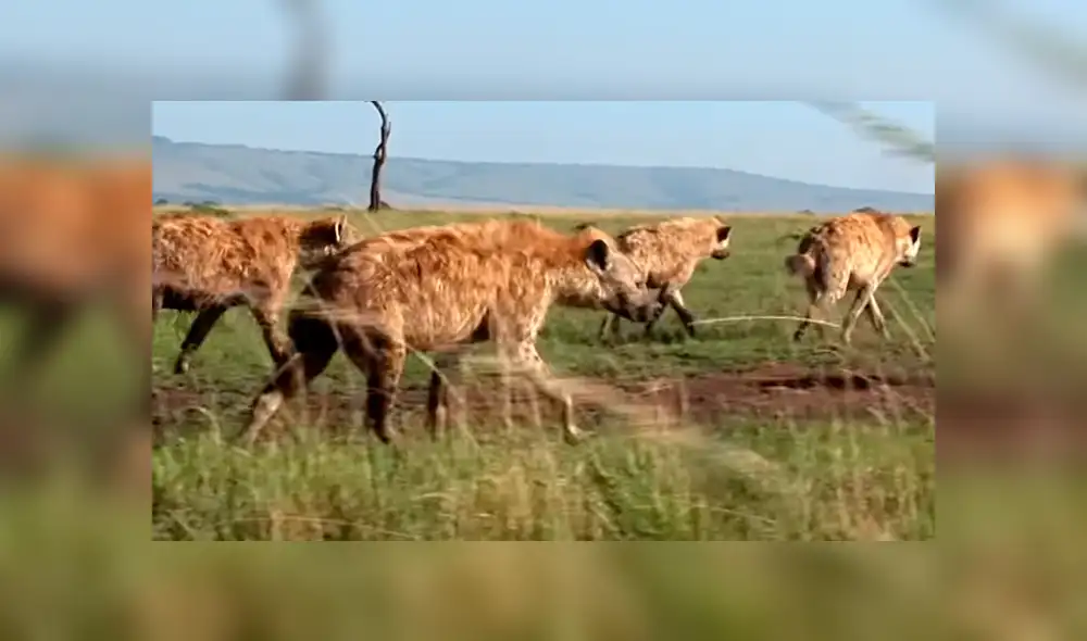 YouTube viral: feroz hiena ataca a cría de 'ñu' y desenlace sorprende al mundo [VIDEO]