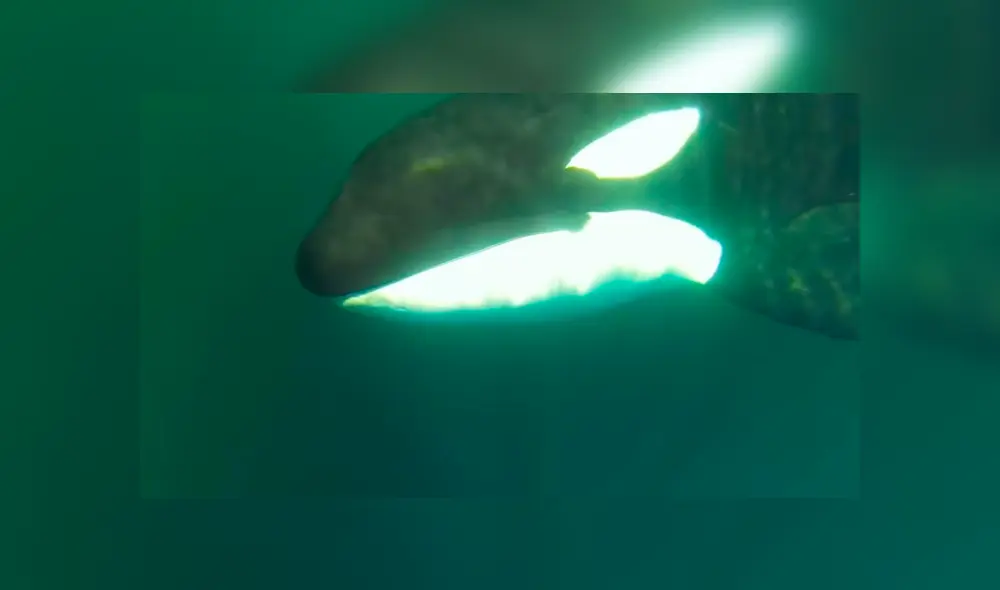 Facebook viral: recorren océano y se topan con misteriosa criatura que tiene increíble reacción al verlos Facebook viral: recorren océano y se topan con misteriosa criatura que tiene increíble reacción al verlos