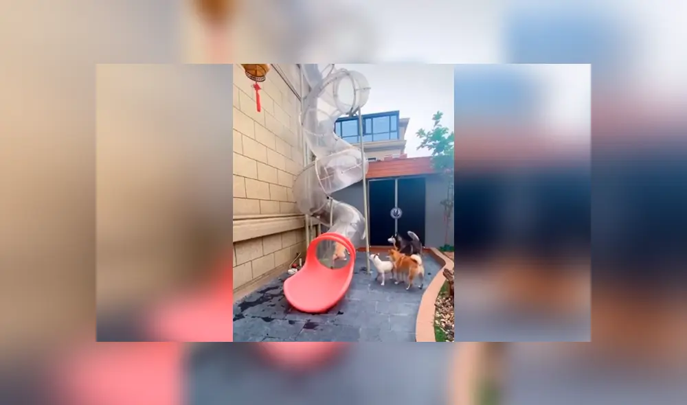 Desliza las imágenes hacia la izquierda para observar la creativa construcción de un joven para sus perros.