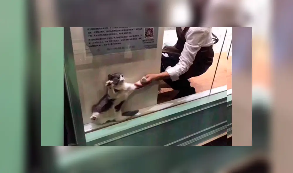 Facebook: Gato se vuelve viral por quedarse atrapado en vitrina de un local [FOTOS]
