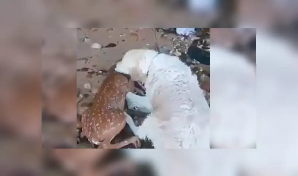 Video es viral en Facebook. El can se ha ganado la admiración de todos con su increíble comportamiento tras sacar del agua a un ciervo moribundo