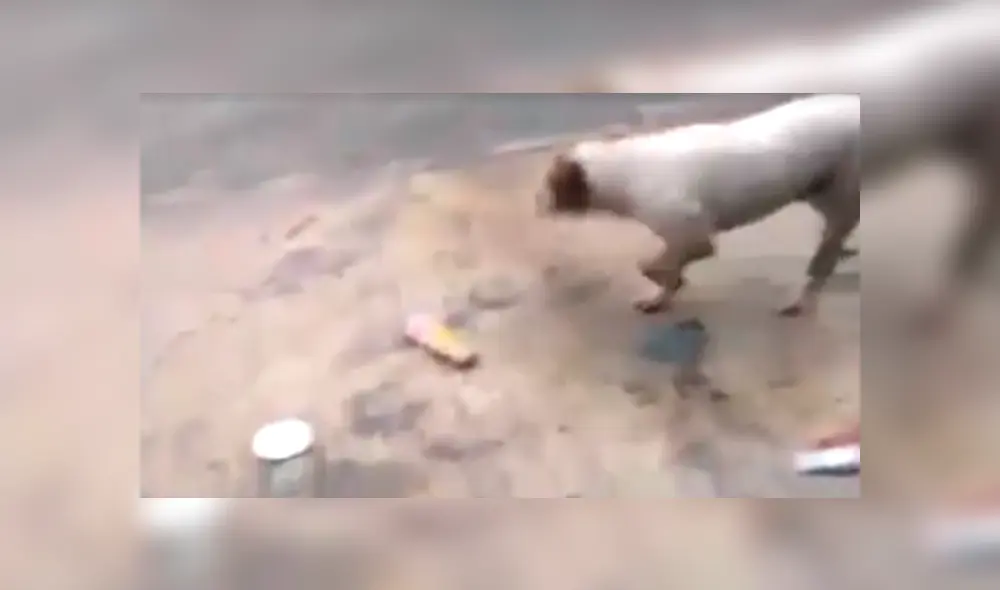 YouTube viral: perro callejero conmueve las redes al recoger la basura en plena lluvia.