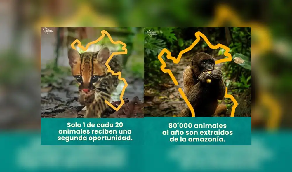 Centros de rescate en Iquitos también vienen siendo afectados por el impacto del coronavirus. (Crédito: Rescatando Rescatados) Centros de rescate en Iquitos también vienen siendo afectados por el impacto del coronavirus. (Crédito: Rescatando Rescatados)