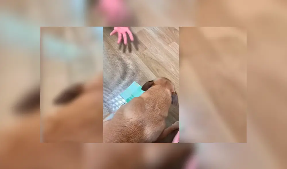 El dueño del can grabó la peculiar conducta de su mascota cada vez que se acercaban a un fajo de billetes de su pertenecía. La graciosa escena se hizo viral en Facebook y YouTube El dueño del can grabó la peculiar conducta de su mascota cada vez que se acercaban a un fajo de billetes de su pertenecía. La graciosa escena se hizo viral en Facebook y YouTube