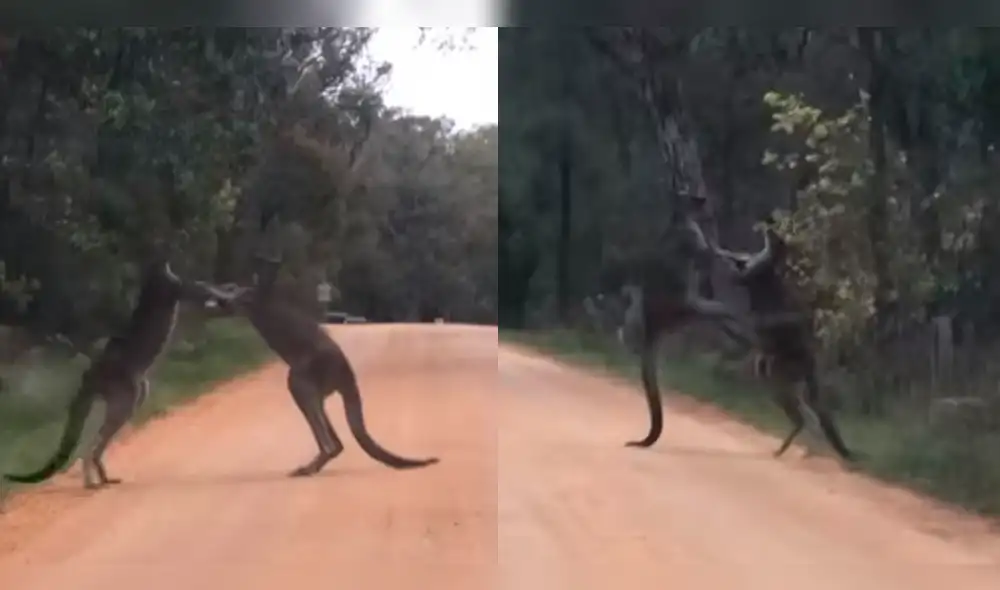 YouTube viral: canguros boxeadores tienen brutal pelea en medio de una carretera [VIDEO]