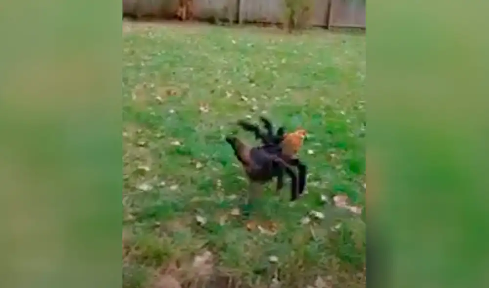 YouTube - viral - animales