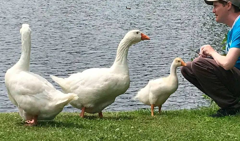 El hombre le ha puesto nombre a los 8 gansos que habitan el parque. Foto: The Dodo / YouTube