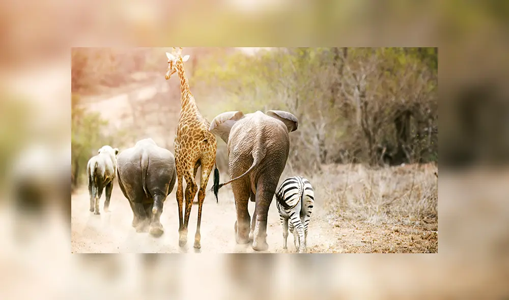 Día Mundial de los Animales: un millón de especies en vías de extinción Día Mundial de los Animales: un millón de especies en vías de extinción