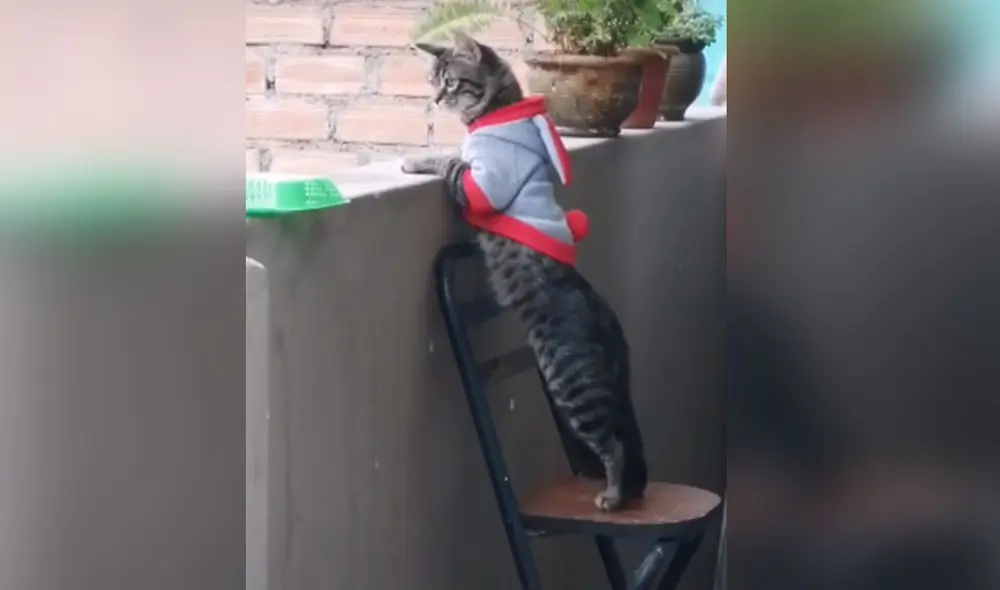 Desliza para ver más imágenes de Teodoro, el travieso gato que permanece atento a lo que ocurre en su vecindario. Foto: captura de TikTok Desliza para ver más imágenes de Teodoro, el travieso gato que permanece atento a lo que ocurre en su vecindario. Foto: captura de TikTok