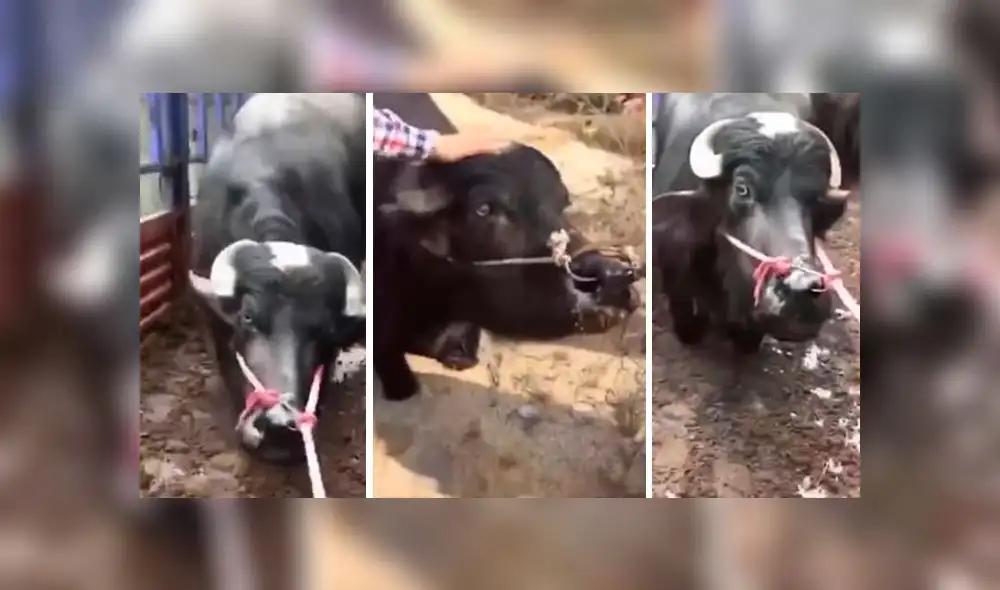Desliza para enterarte de la historia de esta vaca preñada que se rehusaba a ir al matadero. Foto: Captura.