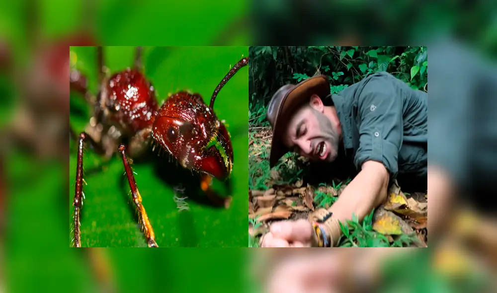 Un video muestra al famoso 'Coyote' Peterson siendo picado por una gigantesca hormiga bala. Un video muestra al famoso 'Coyote' Peterson siendo picado por una gigantesca hormiga bala.