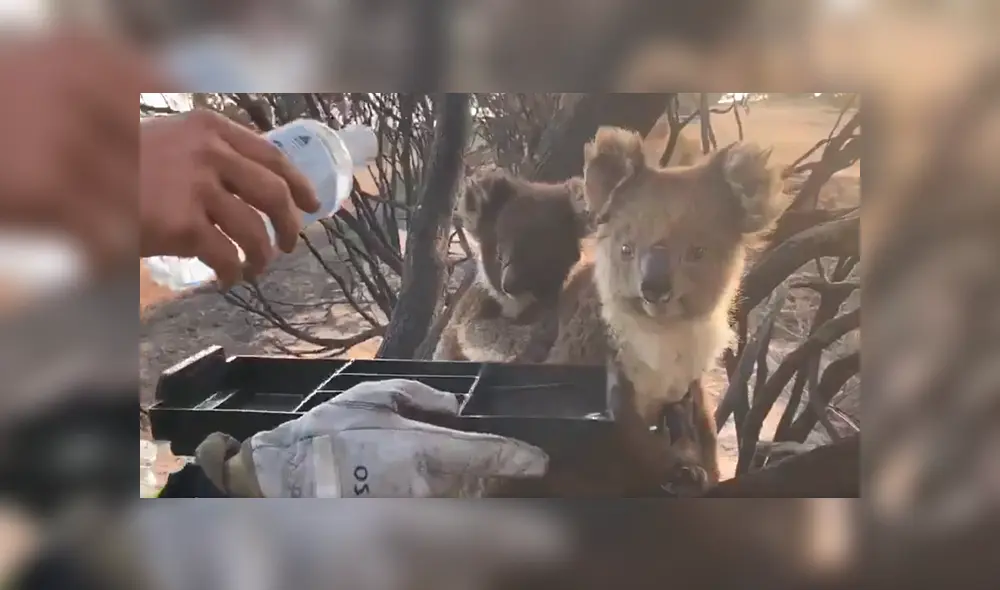 En Facebook, unos bomberos tuvieron un noble gesto con un koala y su cría que sufrieron por los incendios.