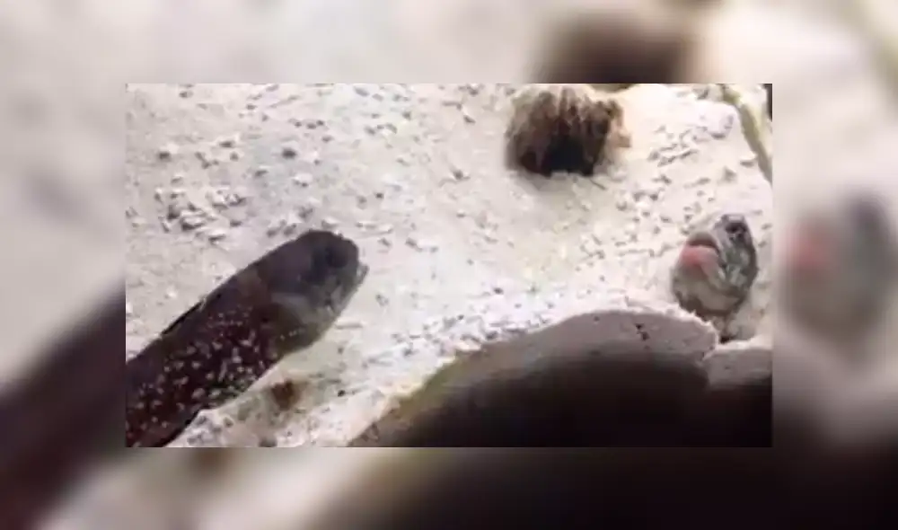 En YouTube, un joven quedó impactado al descubrir que sus peces tenían constantes peleas dentro del acuario.