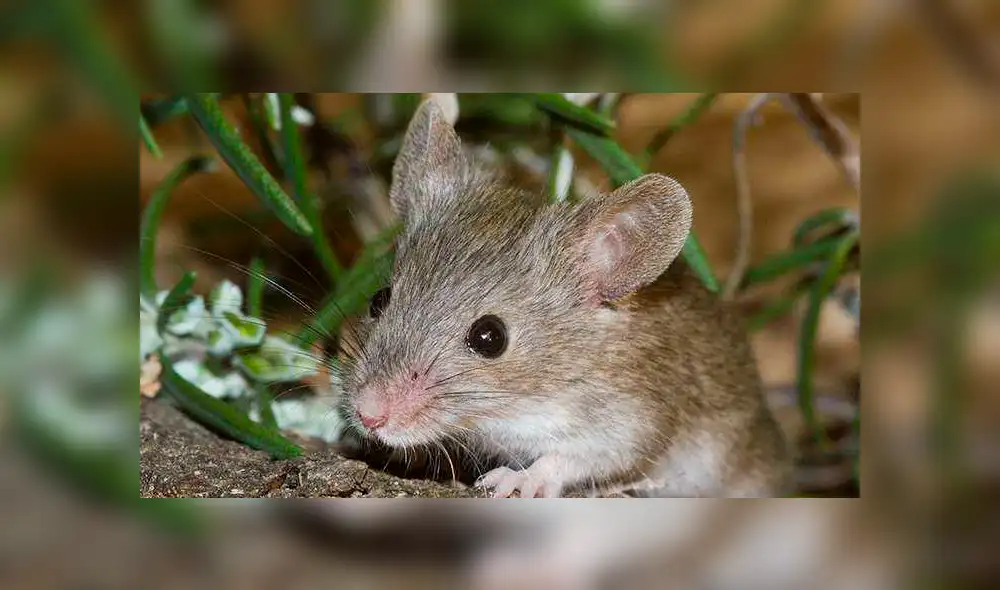 YouTube viral: ratón que ordenó casa por un mes dejó en shock a anciano que no se había percatado del hecho [VIDEO] 